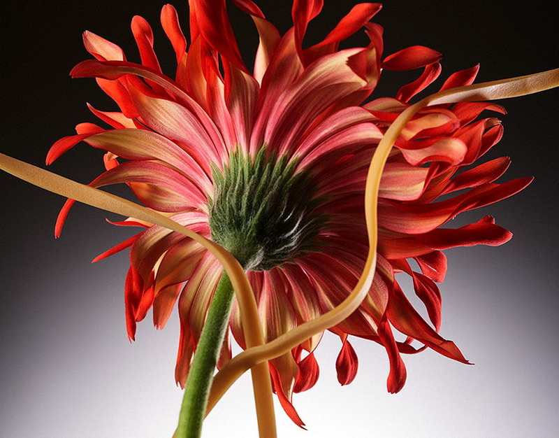 MSI выпустит сразу три версии сверхмощной GeForce RTX 5090 Lightning: X, Z и OCER последняя в открытой продаже не появится